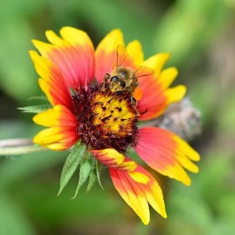 thumbnail for publication: Florida Honey Bee Plants